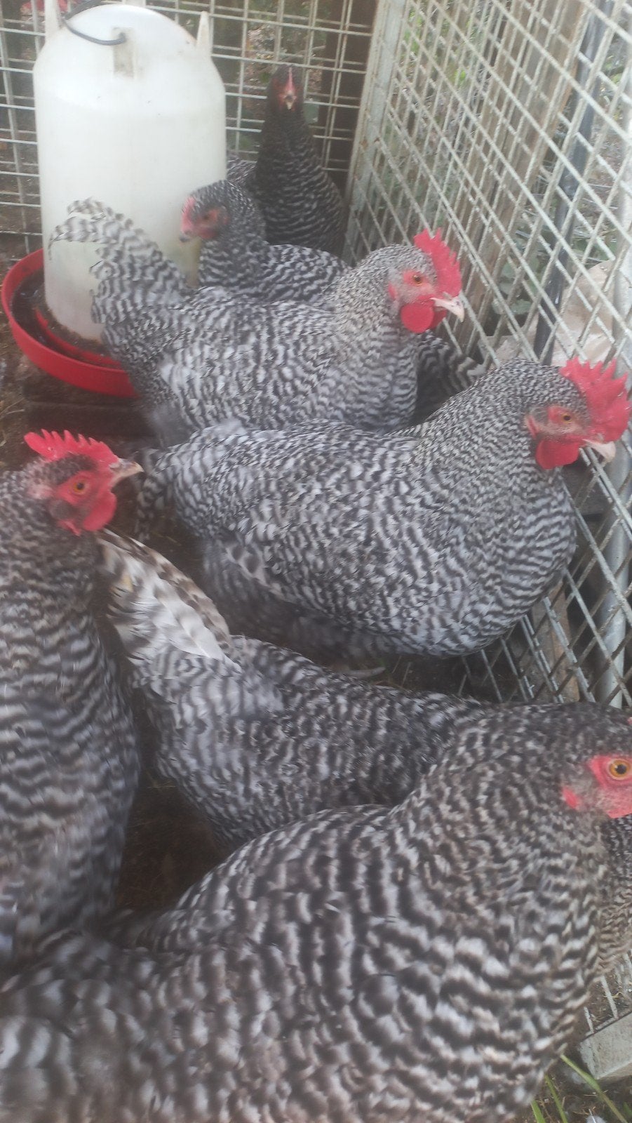 Hanen NHB voor fok of consumptie aangeboden, Dieren en Toebehoren, Pluimvee, Mannelijk, Kip