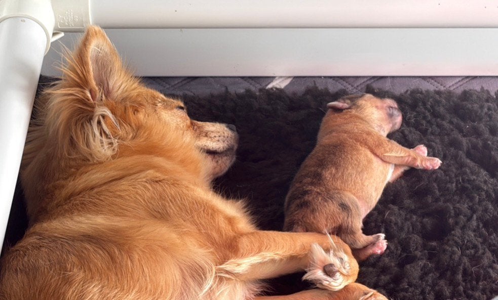 Pomchi pups, Parvo, 8 tot 15 weken, Meerdere, Nederland