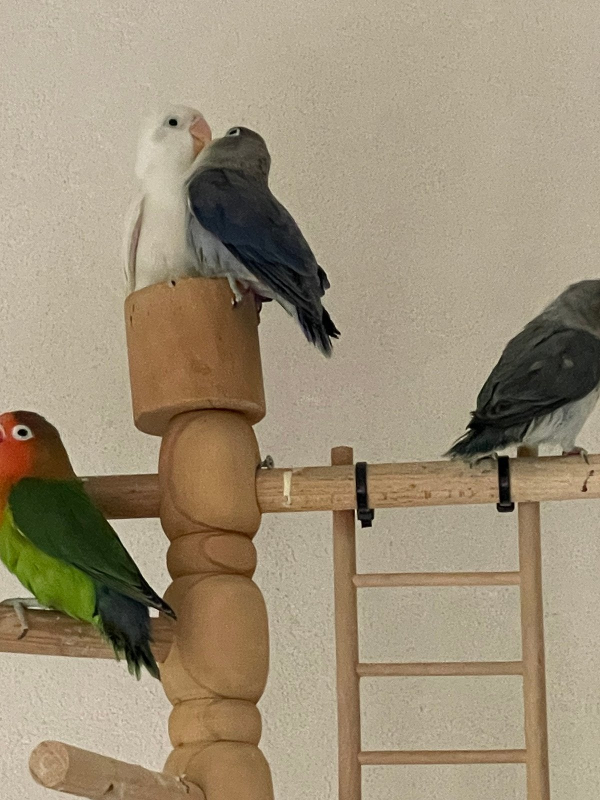 Lieve Handtamme Dwergpapegaai Fischerie Roseicolle Personata, Dieren en Toebehoren, Meerdere dieren, Dwergpapegaai of Agapornis