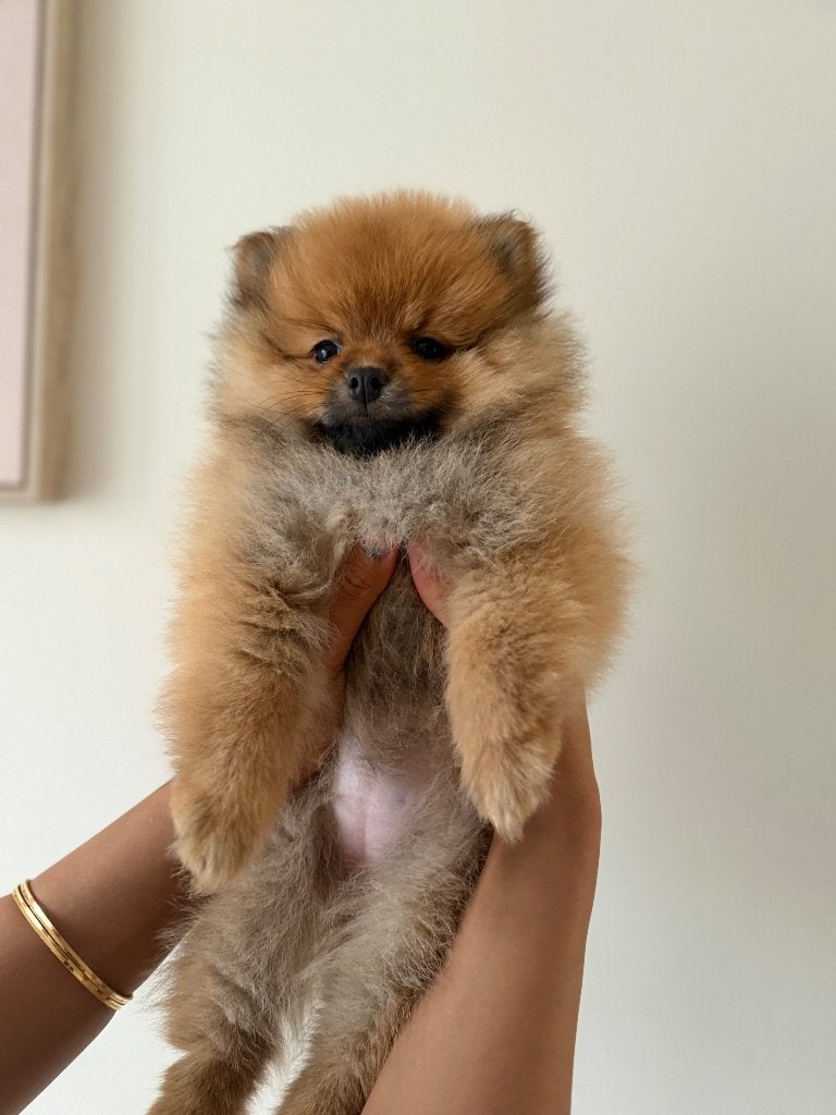 Mini Pomeranian Teefjes, Overige rassen, 8 tot 15 weken, Teef, Parvo