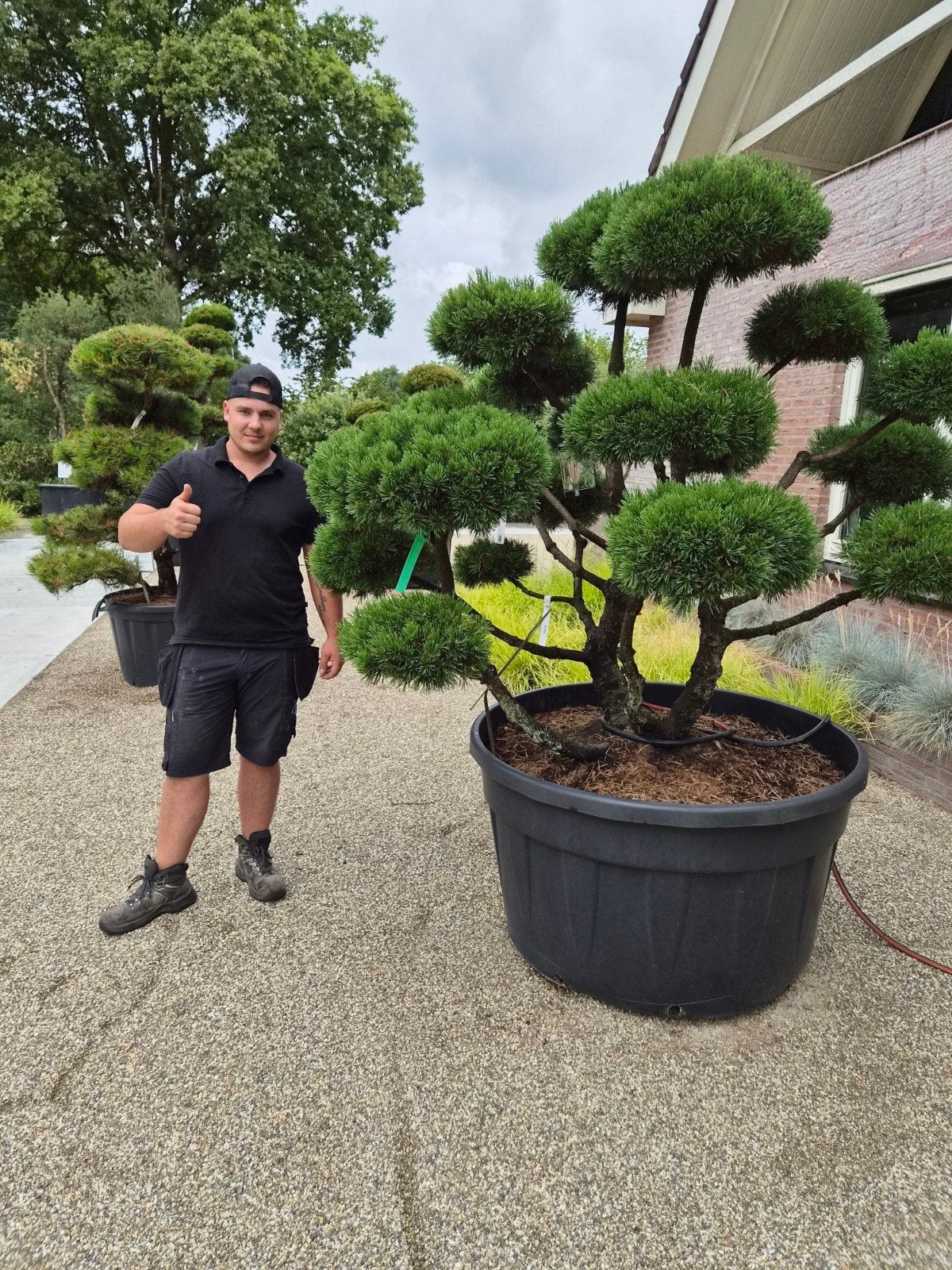 EXCLUSIEVE OUDE TUINBONSAI – PINUS MUGO ‘GNOM’, Tuin en Terras, Planten | Bomen, Ophalen of Verzenden, Overige soorten