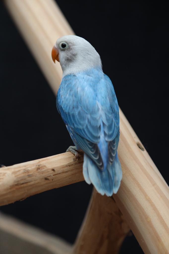 Jonge Baby Agapornis | Fischeri | Div. Kleuren | Handtam, Meerdere dieren, Dwergpapegaai of Agapornis, Pratend