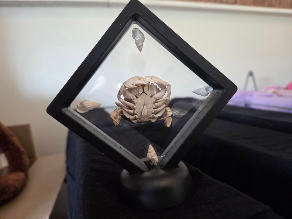Opgezette Krab in Lijst met Schelpen - Uniek Decoratie, Ophalen of Verzenden, Zo goed als nieuw