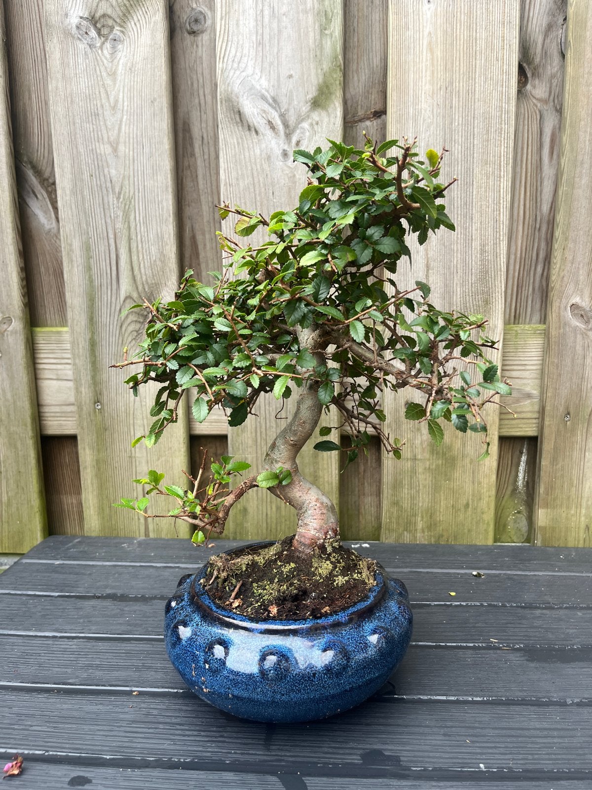 Ulmus parvifolia Bonsai in blauwe pot, Ophalen of Verzenden