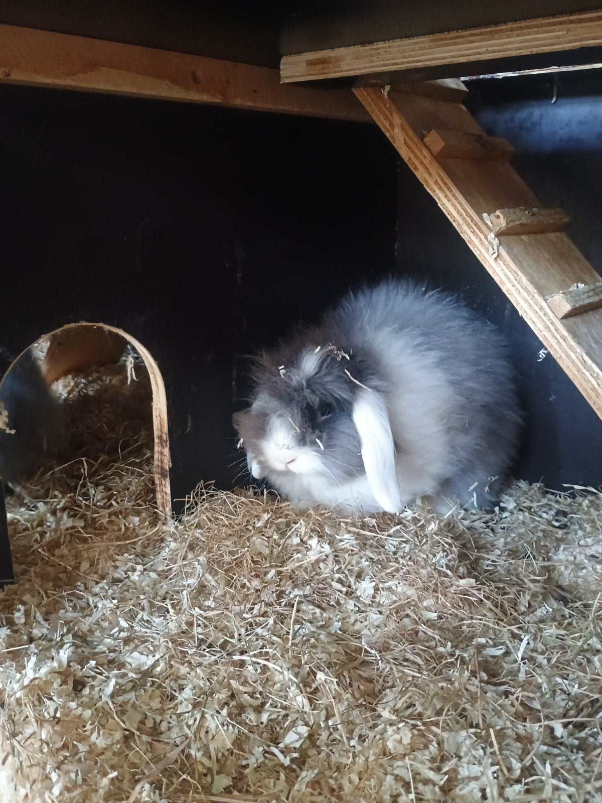 Konijnen te koop kruising Teddy Widder, Meerdere dieren, Hangoor, 0 tot 2 jaar