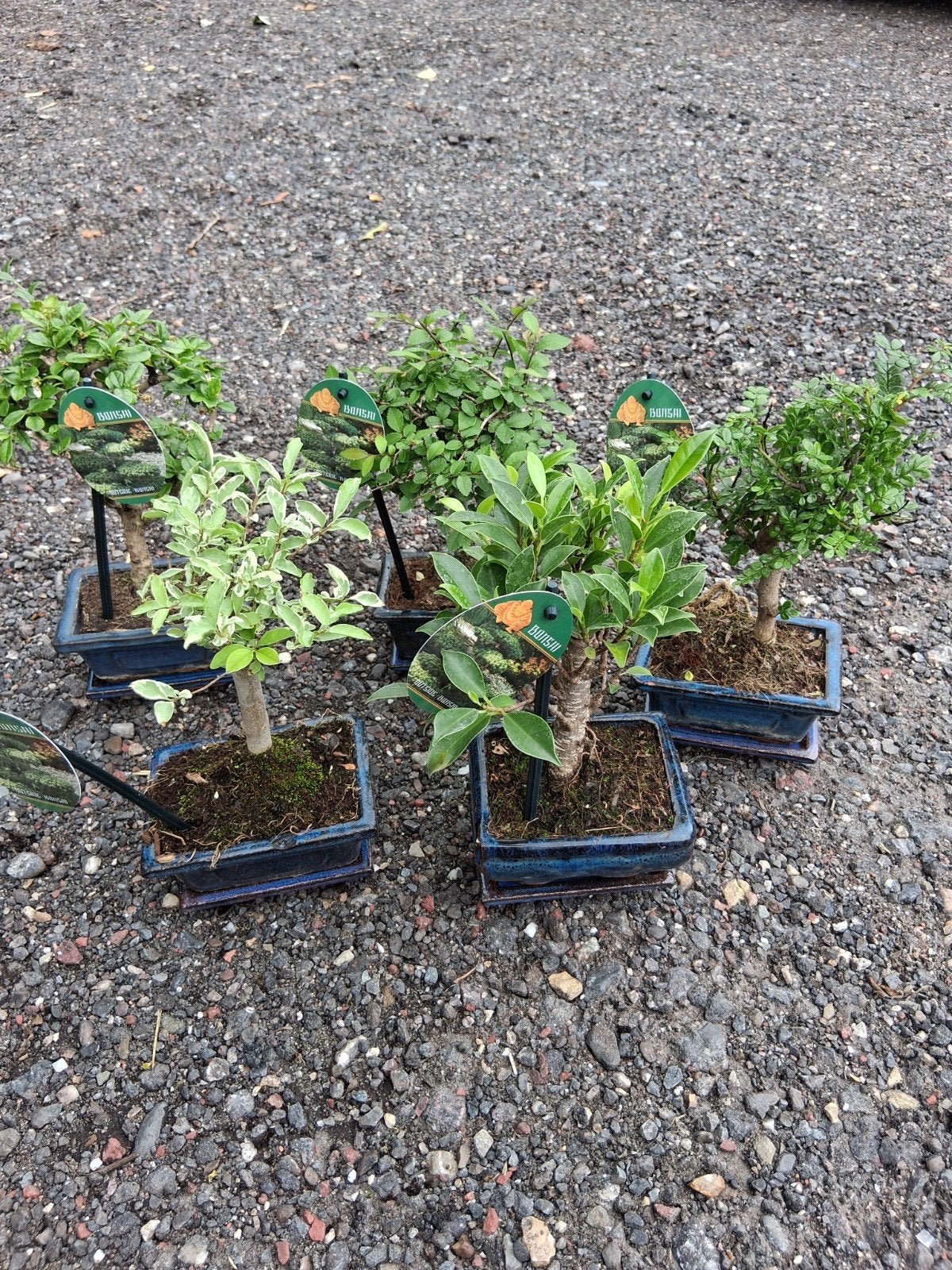 Div bonsai, Ophalen, Overige soorten, Volle zon