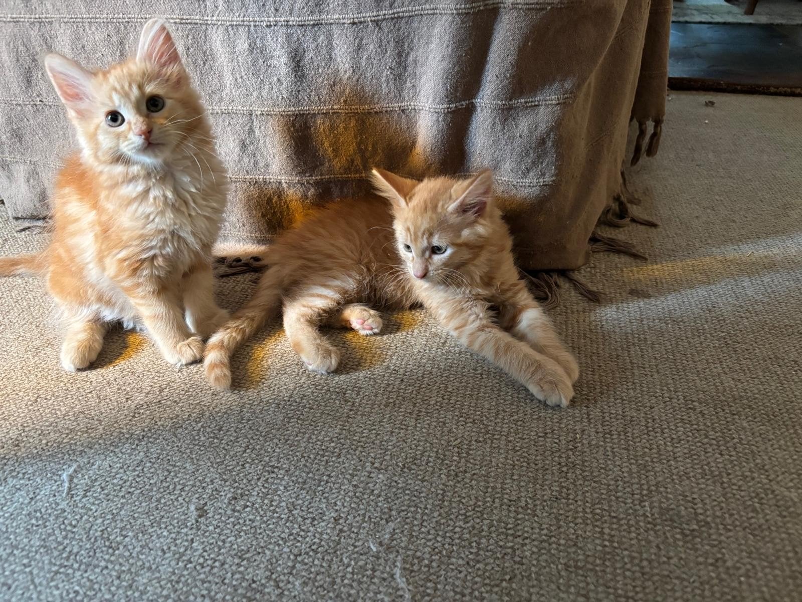 Prachtige langharige kittens, Dieren en Toebehoren, Katten en Kittens | Raskatten | Langhaar, Meerdere dieren, Ontwormd, 0 tot 2 jaar