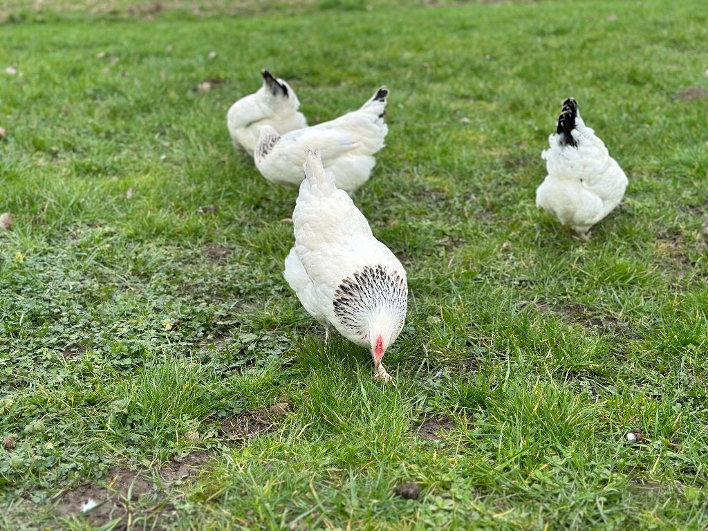 Jonge tamme Sussex kippen gesekst en ingeënt, Vrouwelijk, Kip