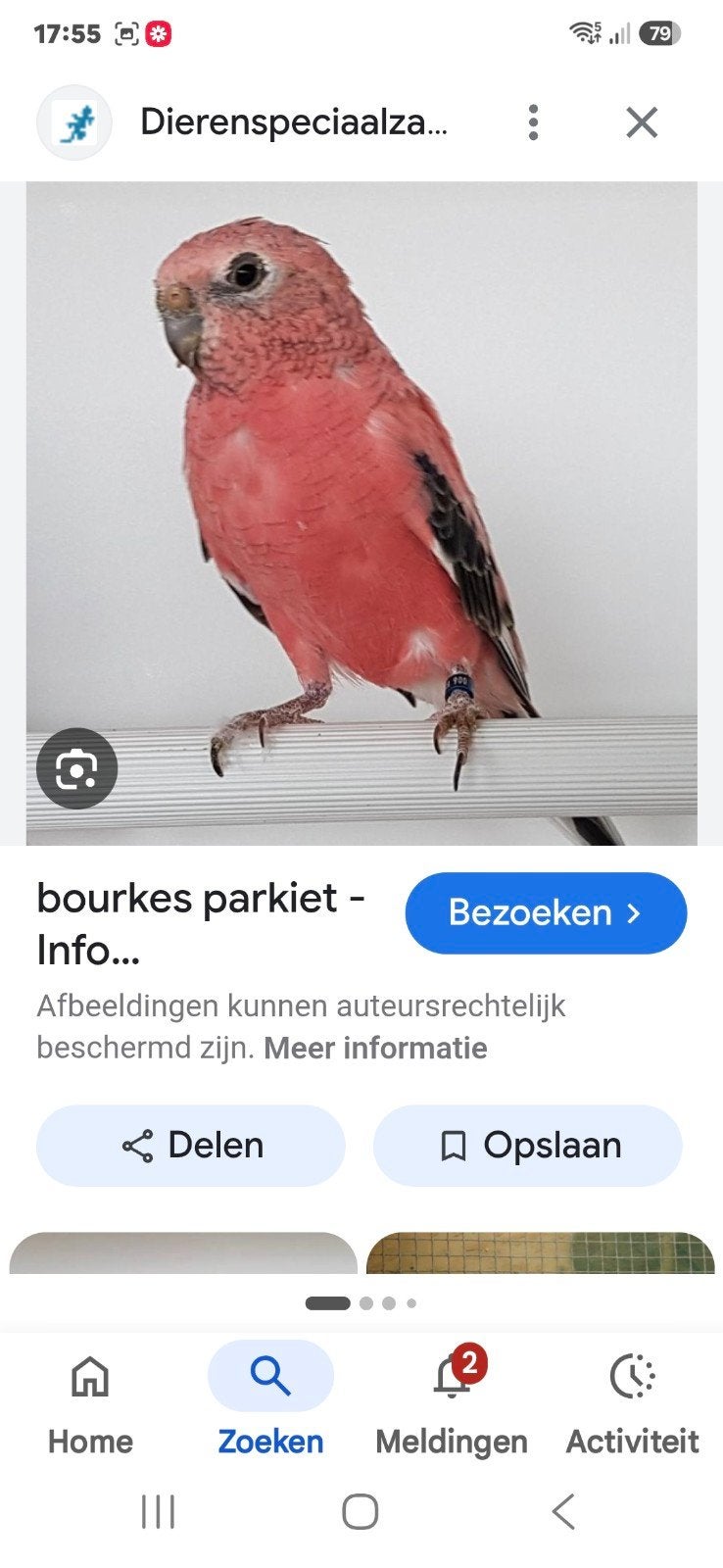 Gezocht: roze/robino/lutino bourke parkieten, Dieren en Toebehoren, Meerdere dieren, Parkiet, Geringd