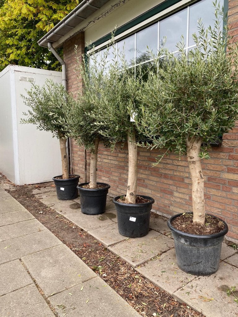 Olijfboom Olea Europaea Blije olijfbomen.Winter harde bomen, Lente, 100 tot 250 cm, Olijfboom, Ophalen
