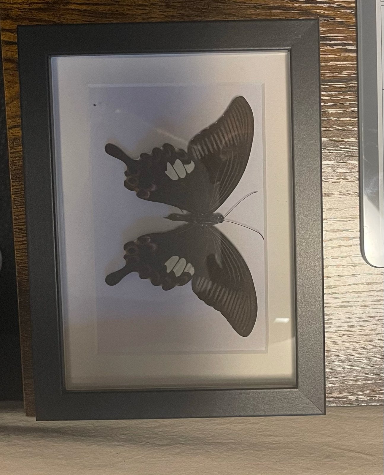 Geprepareerde vlinder in lijst, Ophalen, Zo goed als nieuw, Insect, Opgezet dier
