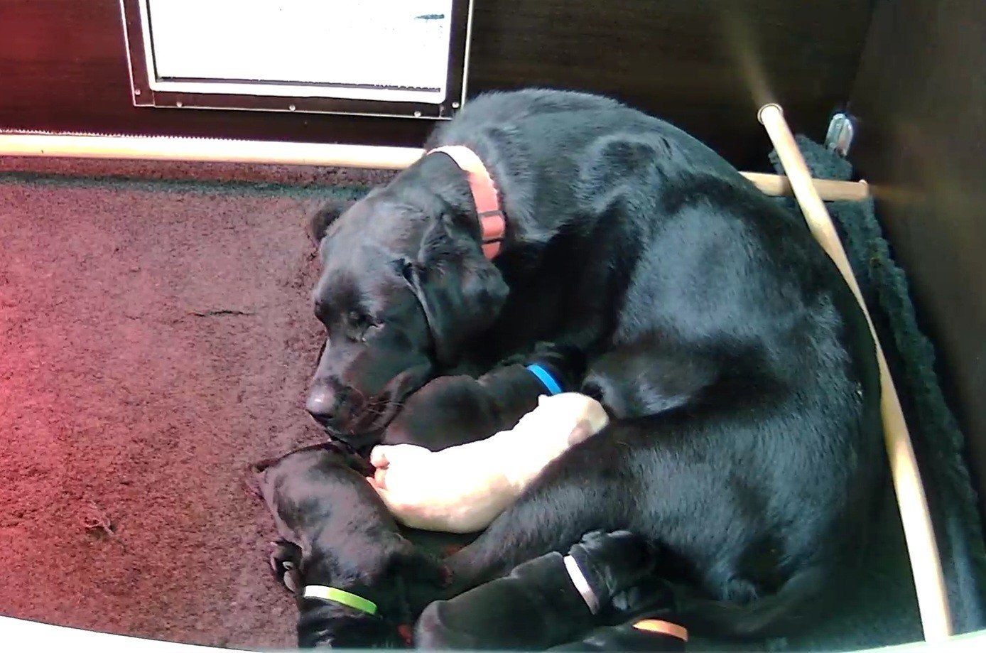 labrador pups met stamboom, Dieren en Toebehoren, 8 tot 15 weken, Labrador retriever, Parvo, Meerdere
