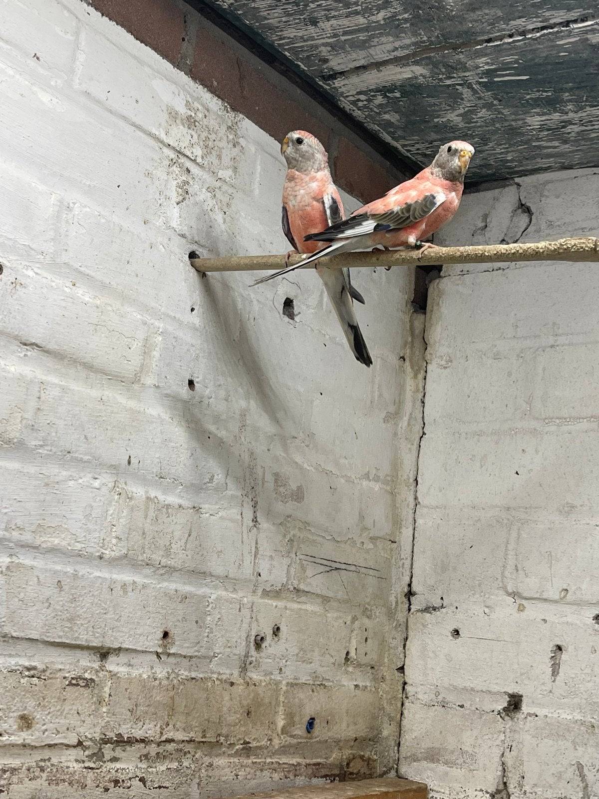 Bourkes parkieten, Meerdere dieren, Parkiet, Geringd