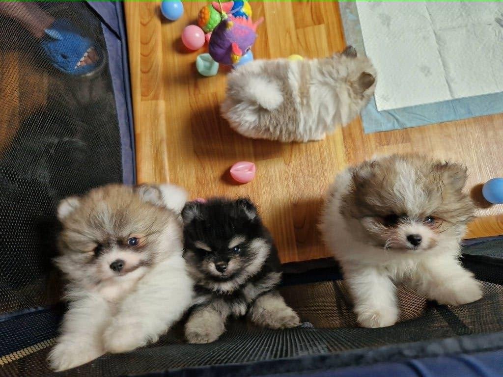 honden pomernnian, Dieren en Toebehoren, Fokker | Hobbymatig, Reu, 8 tot 15 weken, Meerdere