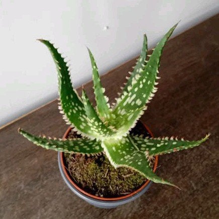 Aloe 15cm, Ophalen, Overige soorten, Halfschaduw, In pot