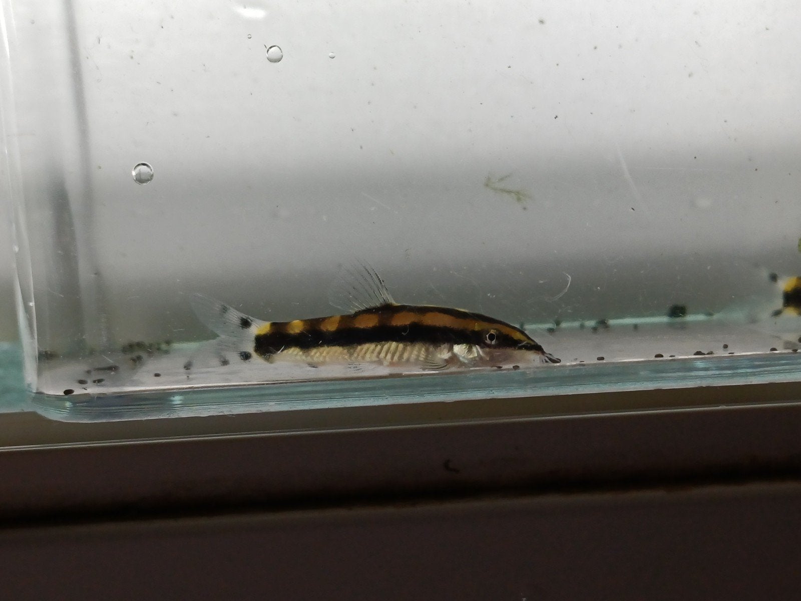 Hobbyaquarium Ambastaia Sidthimunki 19/20 augustus op=op, Vis, Zoetwatervis, Schoolvis