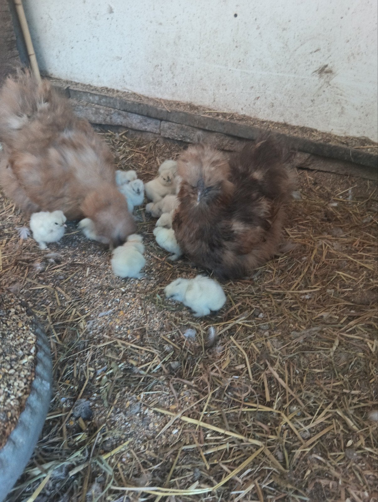 USA zijdehoender twee kippen met kuikens, Dieren en Toebehoren, Meerdere dieren, Kip