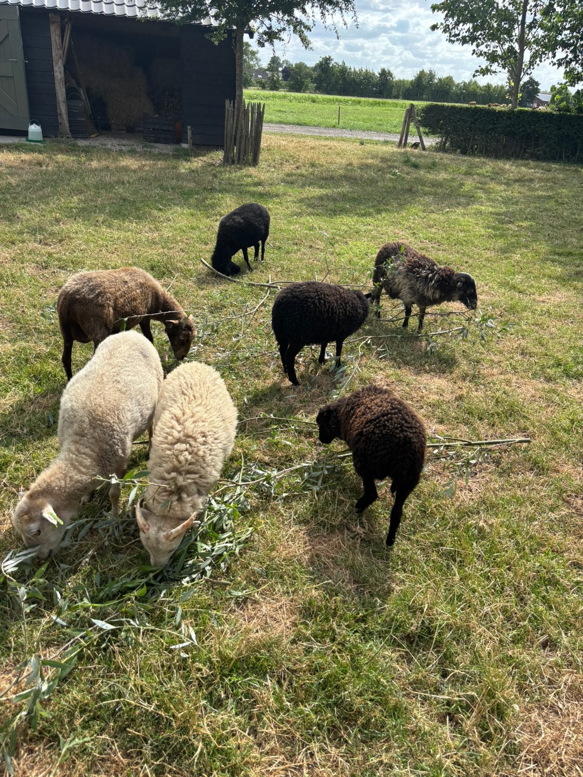 Oussant lammeren, Meerdere dieren, Schaap