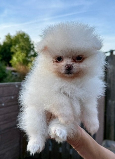 pomeranian puppy's te koop, Dieren en Toebehoren, Parvo, Overige rassen, 8 tot 15 weken, Meerdere