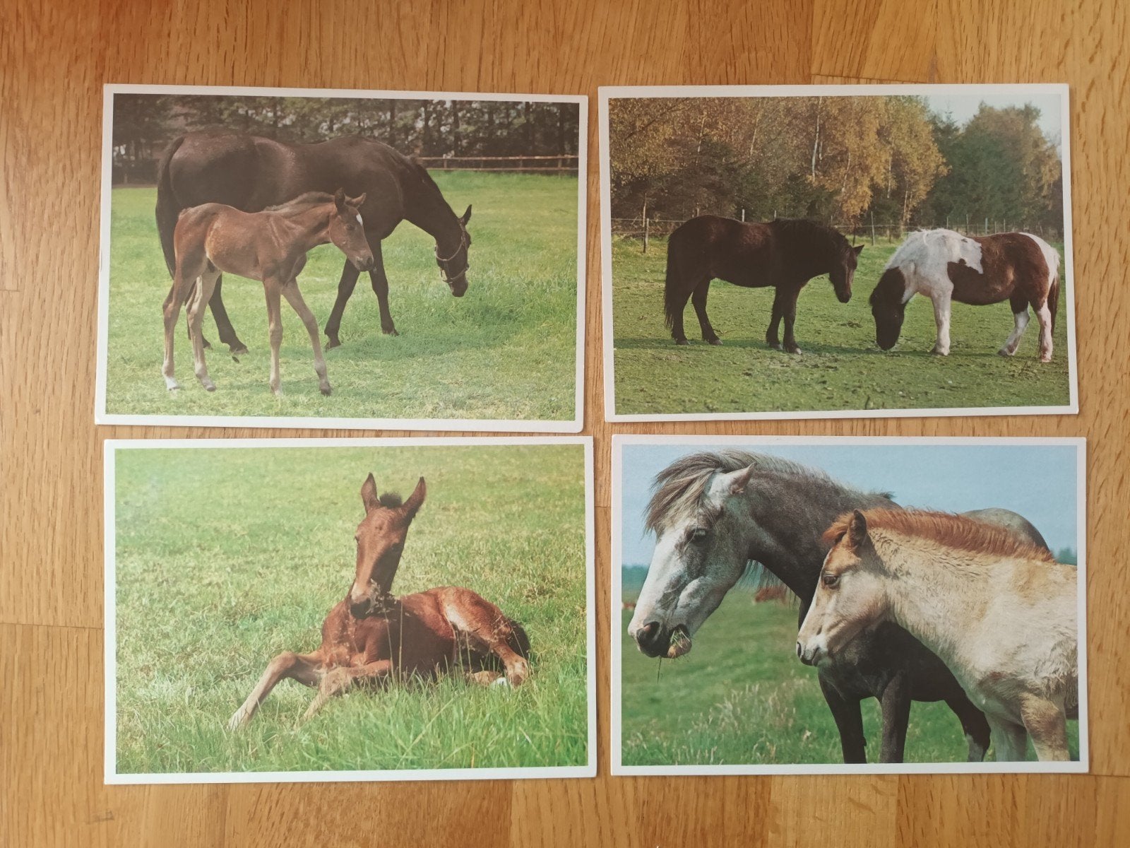 4 paardenkaarten uit jaren 60 ( kinderpostzegelkaart), Verzamelen, Ophalen of Verzenden, 1960 tot 1980, Ongelopen, Paard