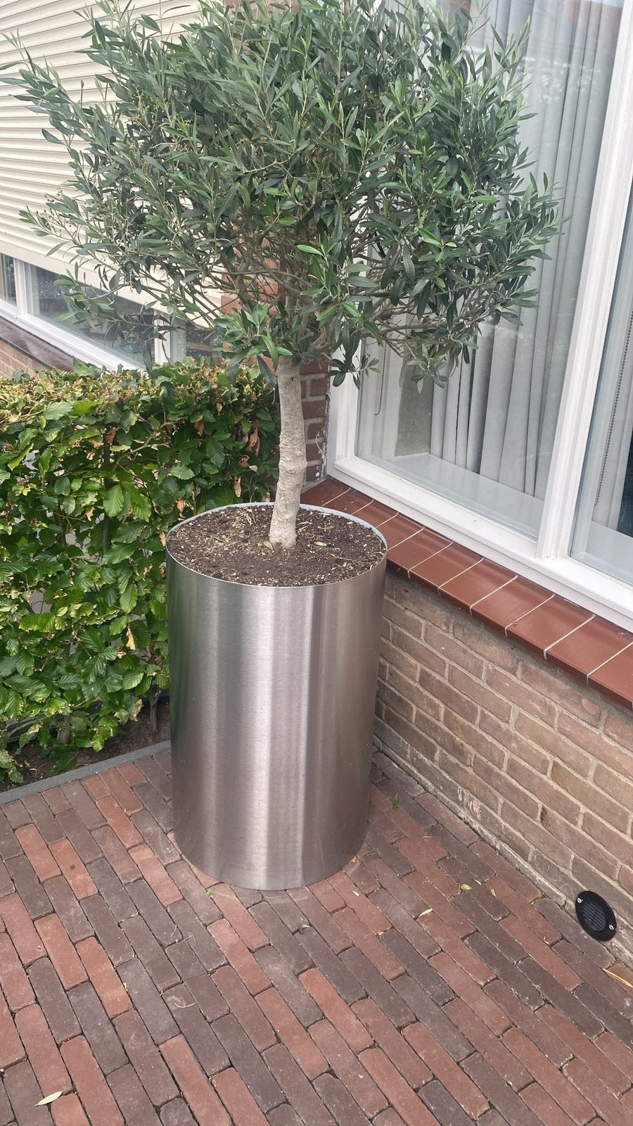 Olijfboom in top staat! In rvs plantenbak, Tuin en Terras, Planten | Bomen, Bloeit niet, 100 tot 250 cm, Olijfboom, Ophalen
