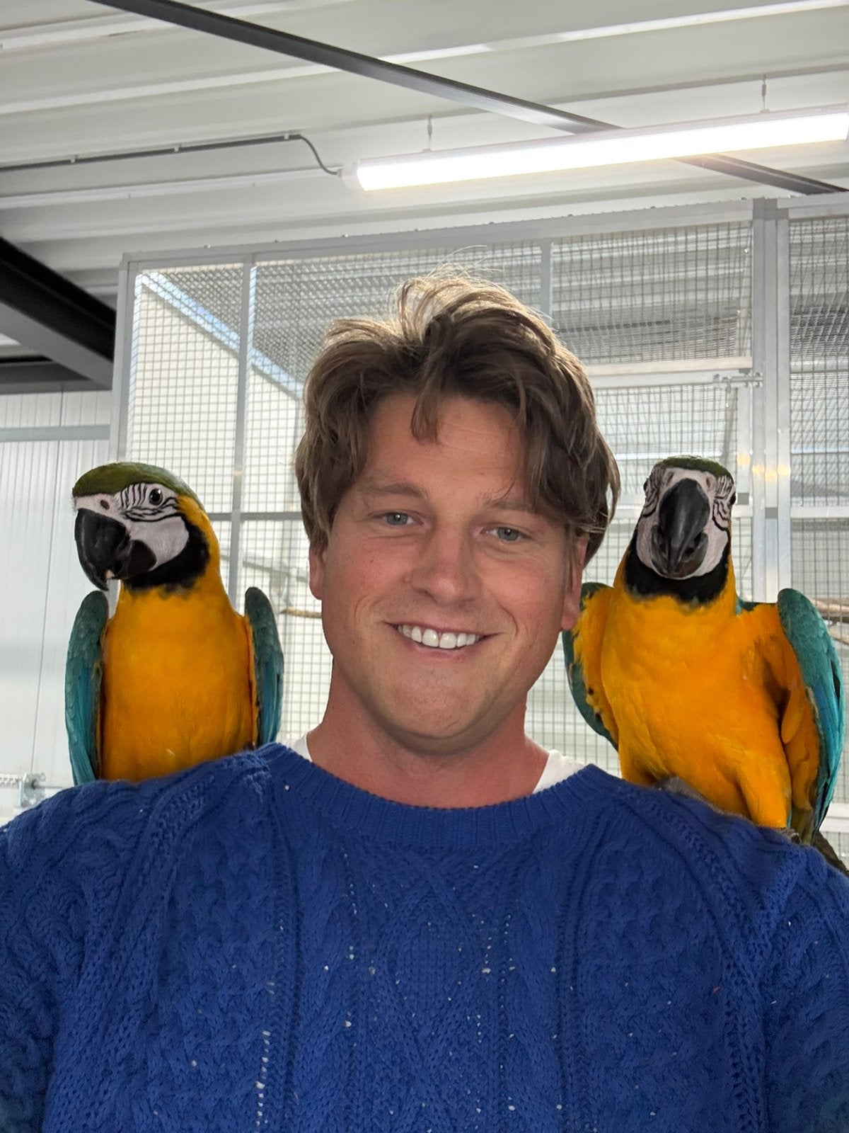 Baby blauw gele aras super tam, Dieren en Toebehoren, Meerdere dieren, Papegaai, Tam