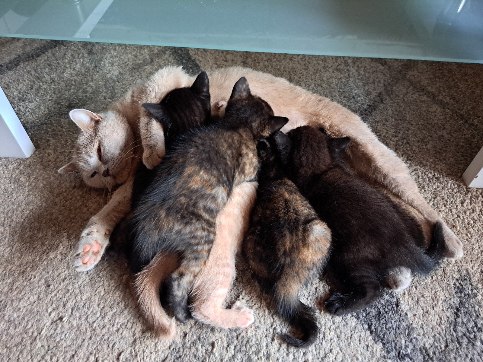 BKH Mix Kitten, Dieren en Toebehoren, Katten en Kittens | Raskatten | Korthaar