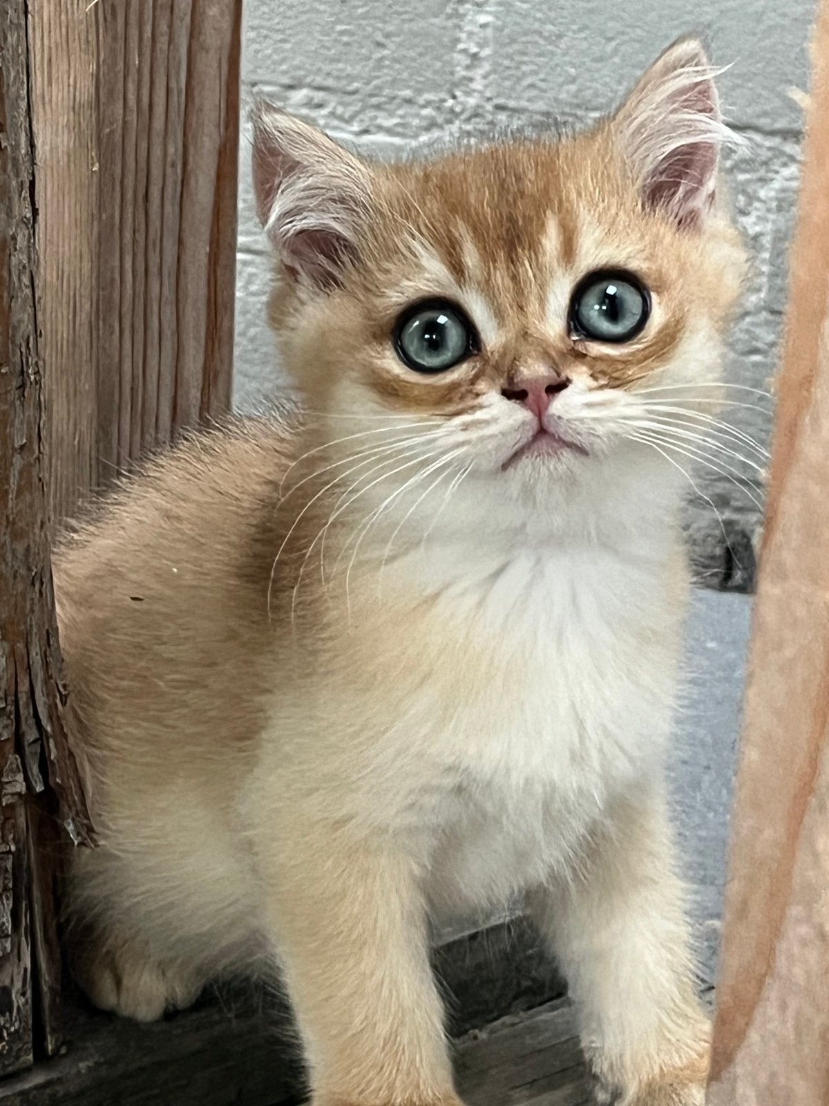 Britse korthaar en langhaar kittens met stamboom, Meerdere dieren, Met stamboom, 0 tot 2 jaar