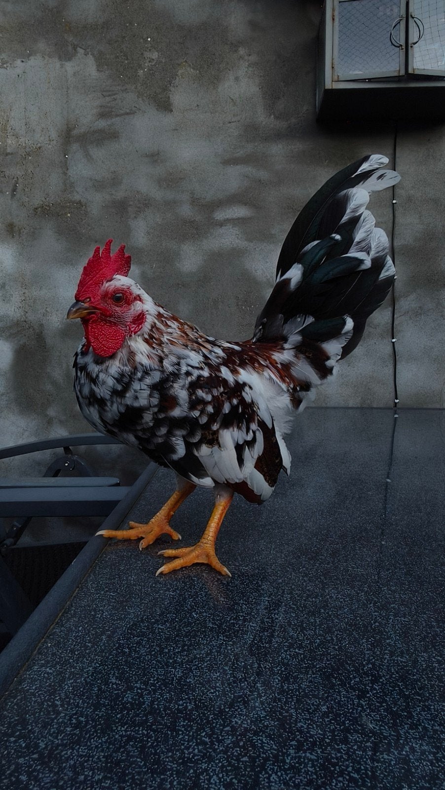gevaccineerd serama haantje, Dieren en Toebehoren, Mannelijk, Kip