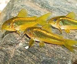 Corydoras gold line, Dieren en Toebehoren, Vis, Zoetwatervis, Schoolvis