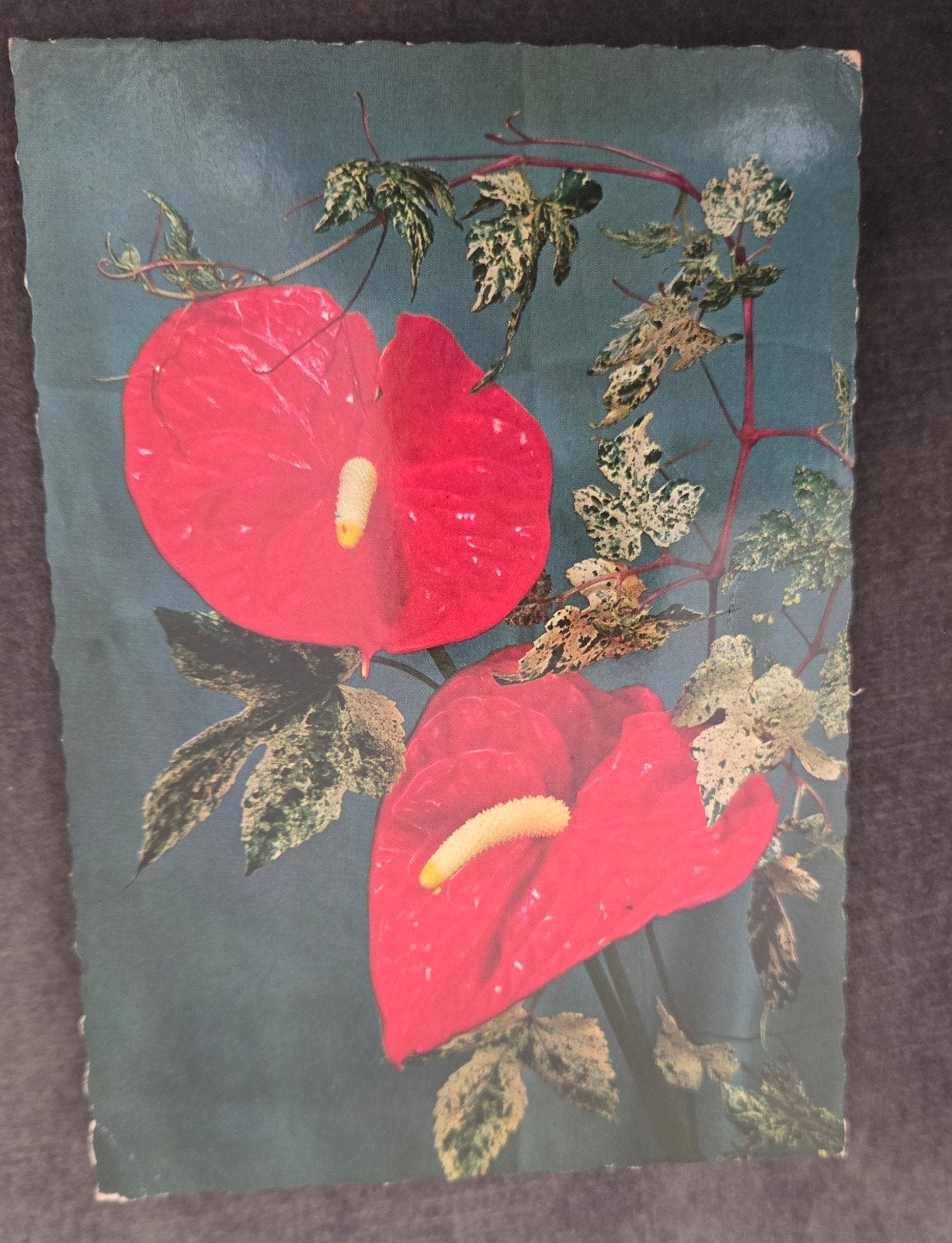 Oude ansichtkaart met Flamingoplant / Anthurium, Verzenden, 1960 tot 1980, Gelopen, Natuur