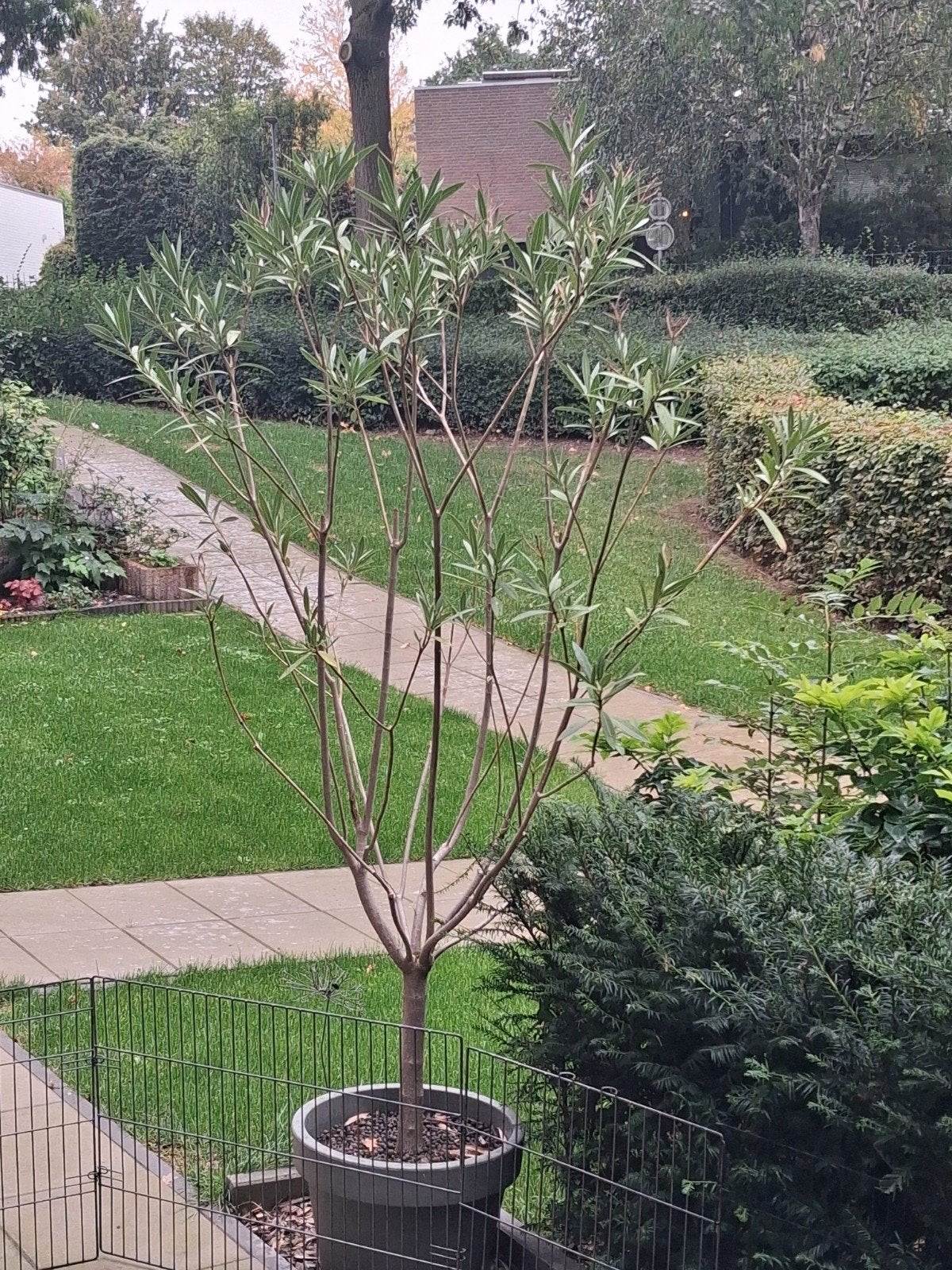 Grote Oleander op stam (2 meter) inclusief pot, Volle zon, Vaste plant, Zomer, Ophalen
