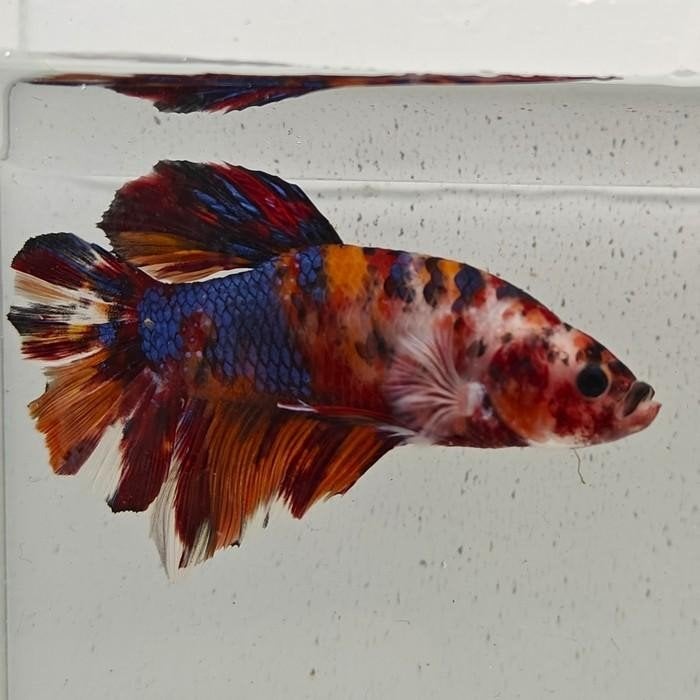 Betta splendens man 04, Dieren en Toebehoren, Vis