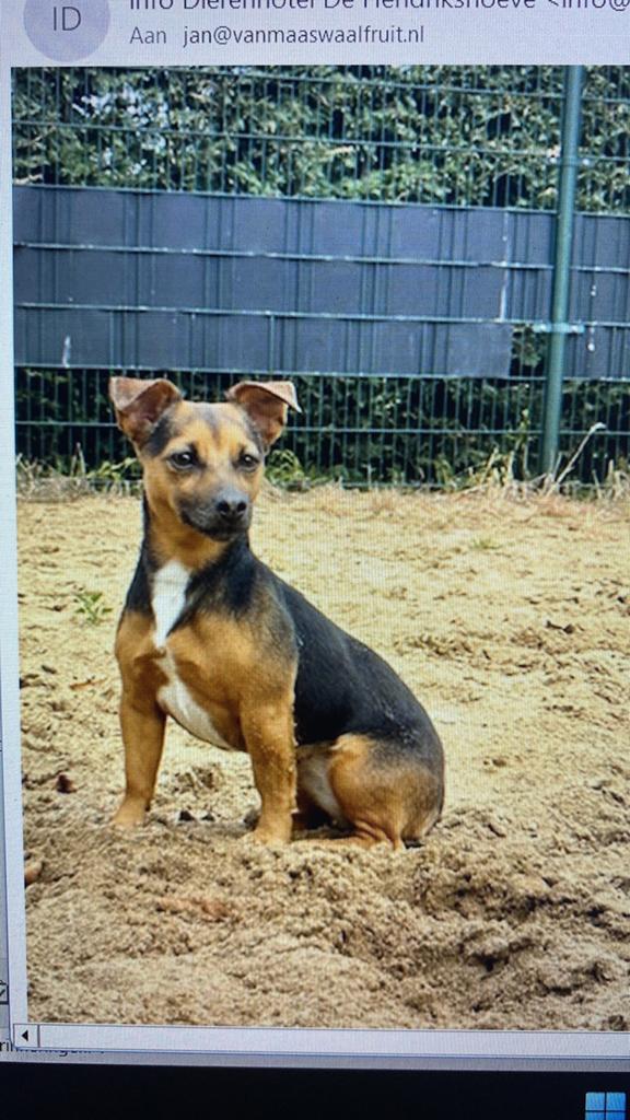 Jack Russel teefje 6 jaar oud zoekt nieuw baasje, 6 jaar of ouder, Teef, Parvo, Eén hond