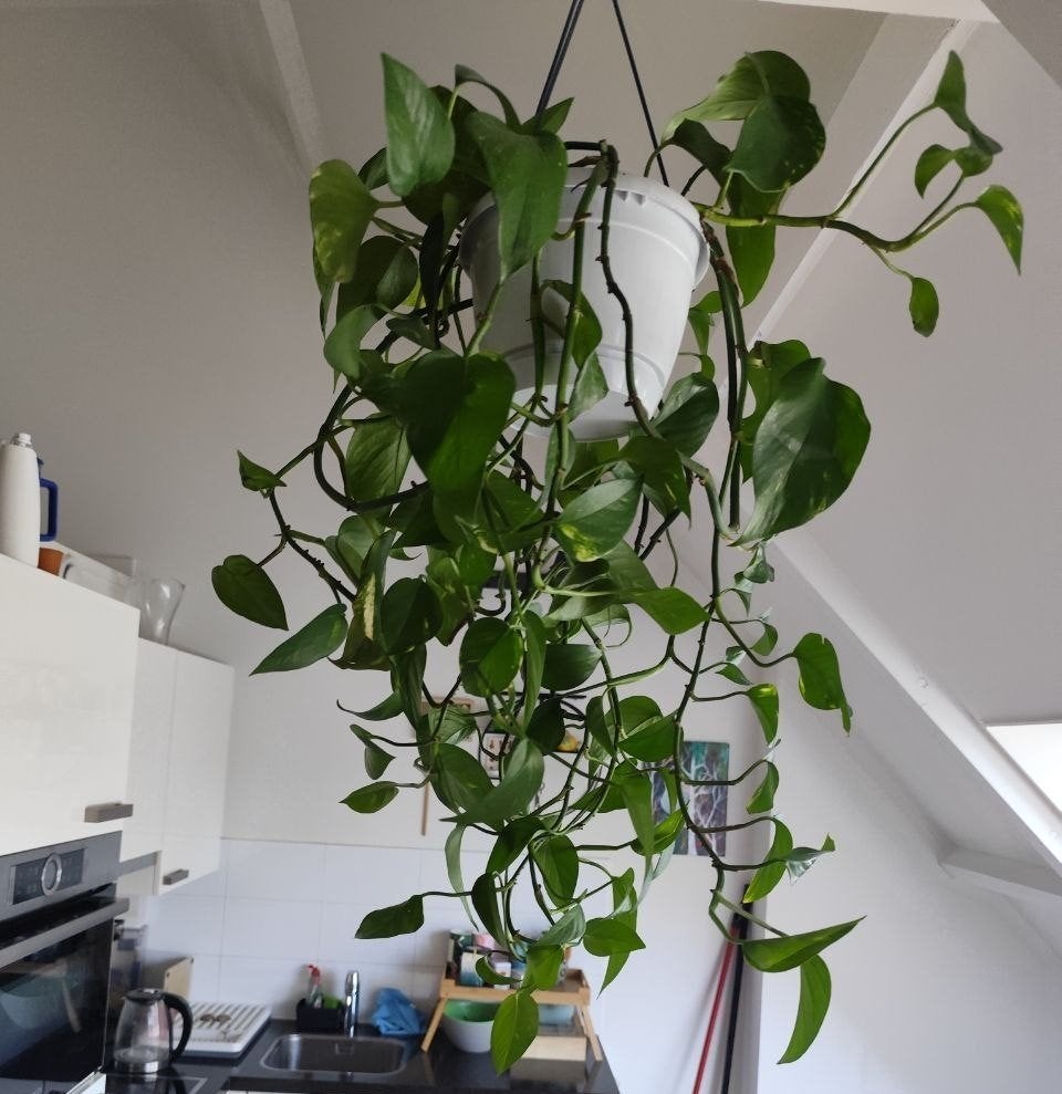 Pothos (Epipremnum aureum) – Mooie volle en gezonde, Huis en Inrichting, Kamerplanten, Ophalen, Halfschaduw, Minder dan 100 cm