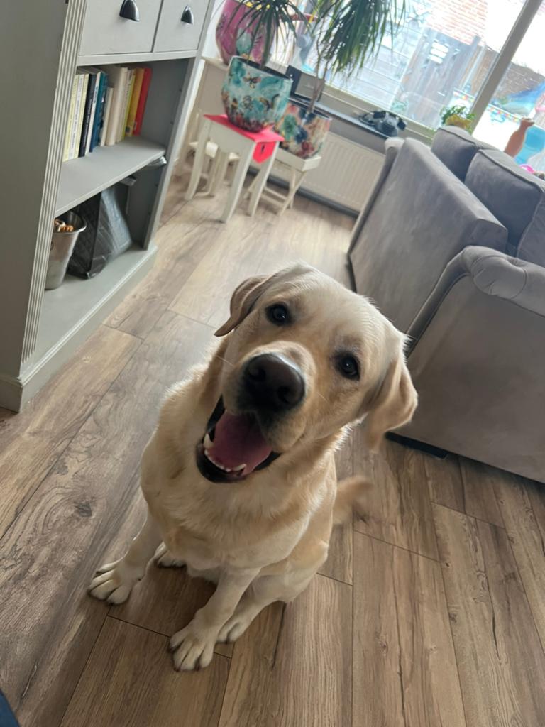 Fijn nieuw thuis gezocht voor onze Labrador reu, Reu, 1 tot 2 jaar, Labrador retriever, Parvo