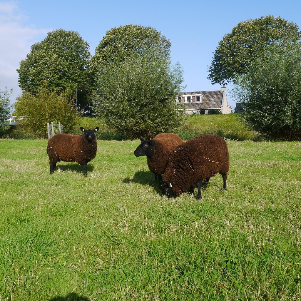 schapen, Dieren en Toebehoren, Vrouwelijk, Schaap, 0 tot 2 jaar