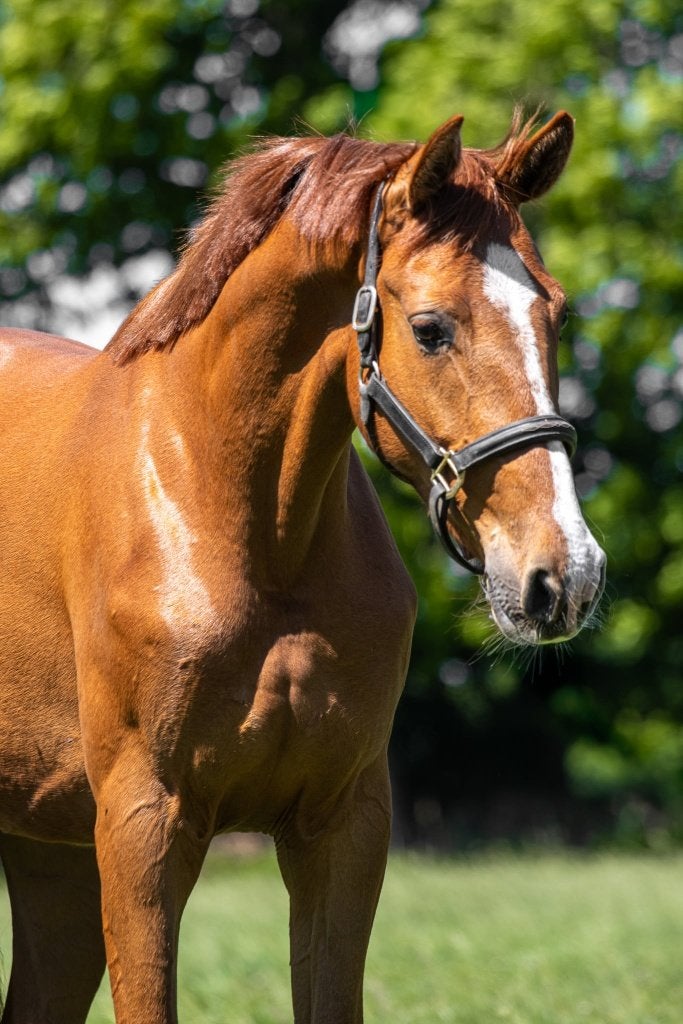 Prachtige 3,5 jarige Mclaren, Dieren en Toebehoren, Merrie, Met stamboom, Dressuurpaard, Zadelmak