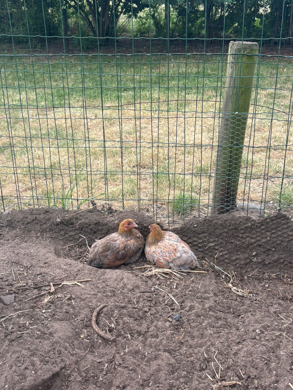Wyandotte kriel hennen blauw met goud gezoomd, Dieren en Toebehoren, Pluimvee, Vrouwelijk, Kip