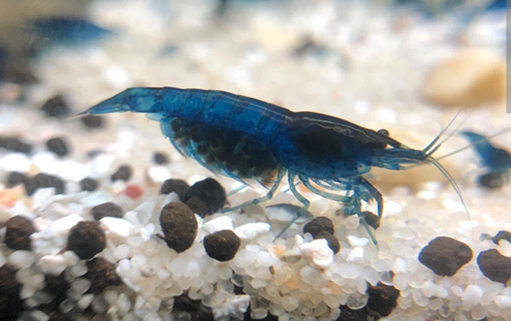Blauwe Neocaridina garnalen (Blue Dream)–gezond, eigen kweek, Ophalen of Verzenden, Nieuw, Overige typen