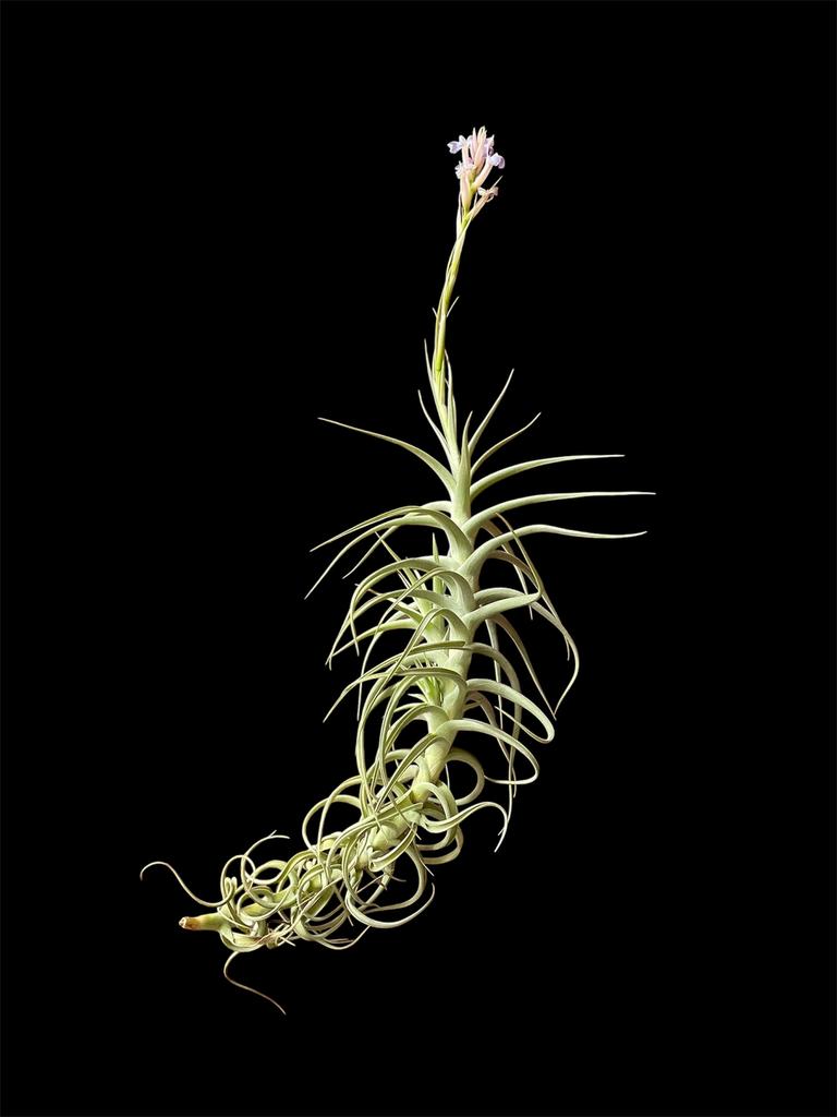 Tillandsia Bergeri, Ophalen of Verzenden, Halfschaduw, Minder dan 100 cm