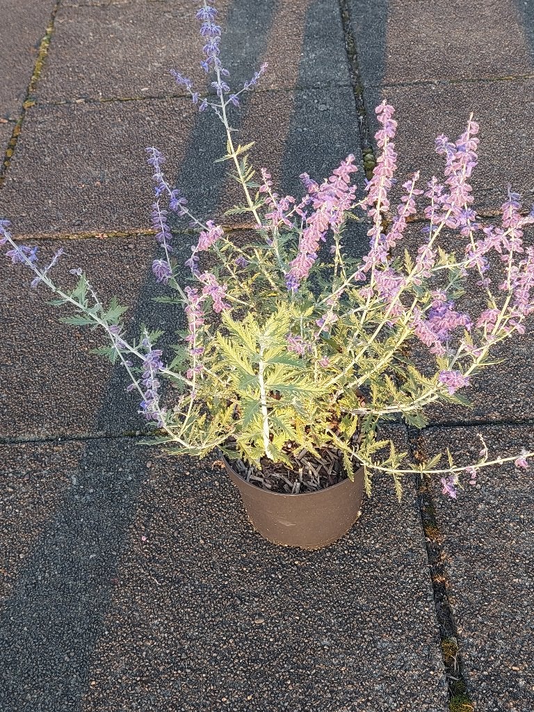 Peroviskia blue spire (reuzenlavendel), Vaste plant, Halfschaduw, Zomer, Ophalen
