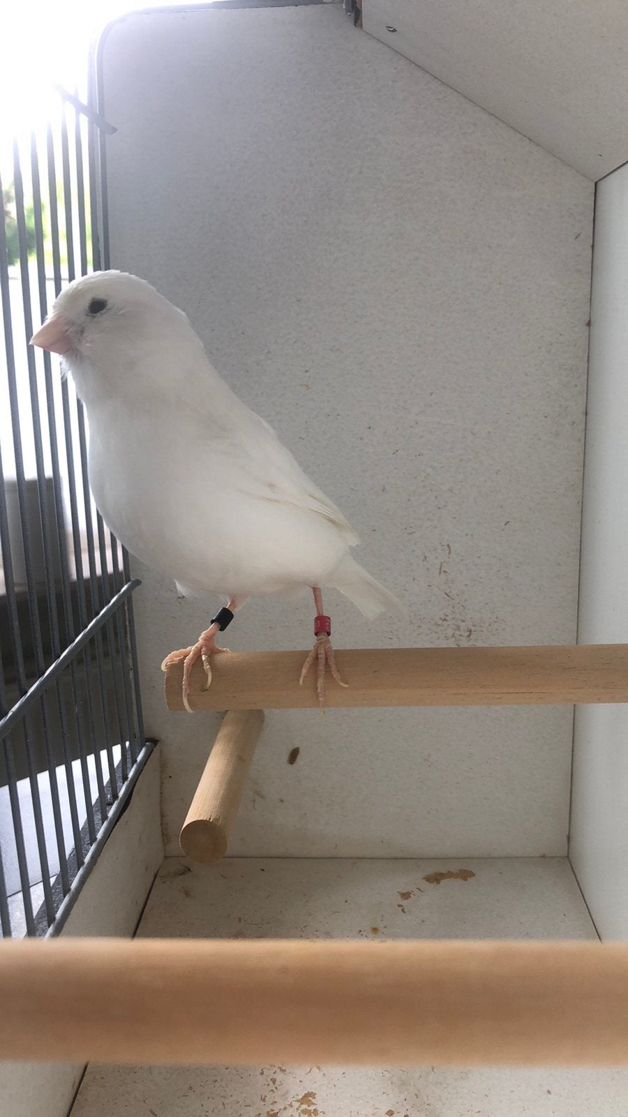 Te Koop ;  Fraaie Witte Man Kanarie Geringd., Mannelijk, Kleurkanarie