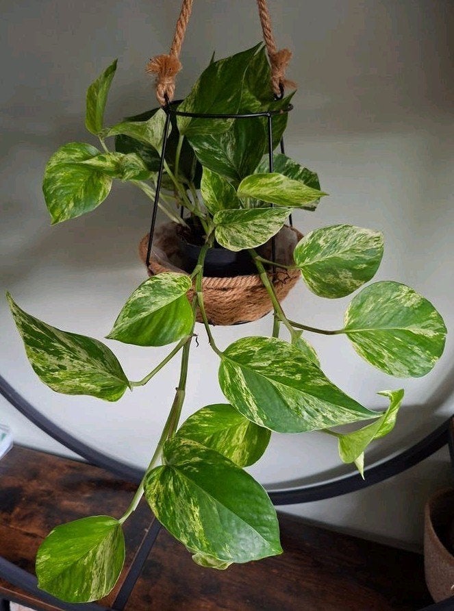 Pothos plant, Epipremnum Aureum 'Marble Queen' - Hangplant, Huis en Inrichting, Ophalen, Halfschaduw, In pot, Minder dan 100 cm