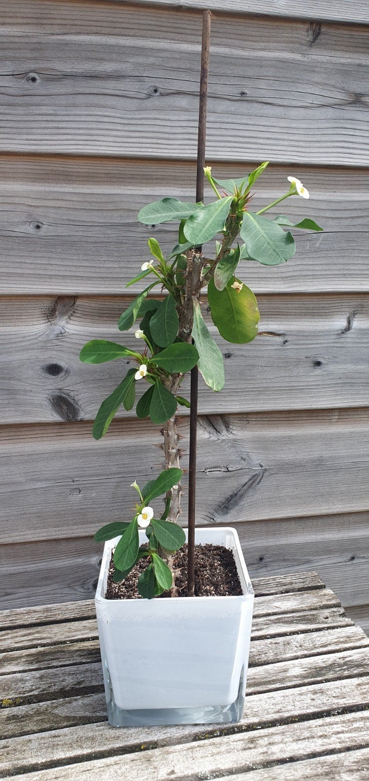 Christusdoorn (Euphorbia milii) met witte bloemen, Overige soorten, Volle zon, Vaste plant, Ophalen of Verzenden