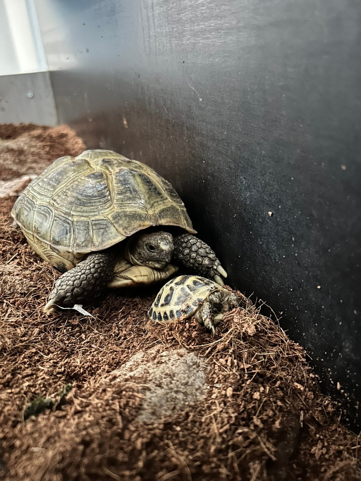 GEZOCHT schildpad horsfieldii vrouwtje, Schildpad