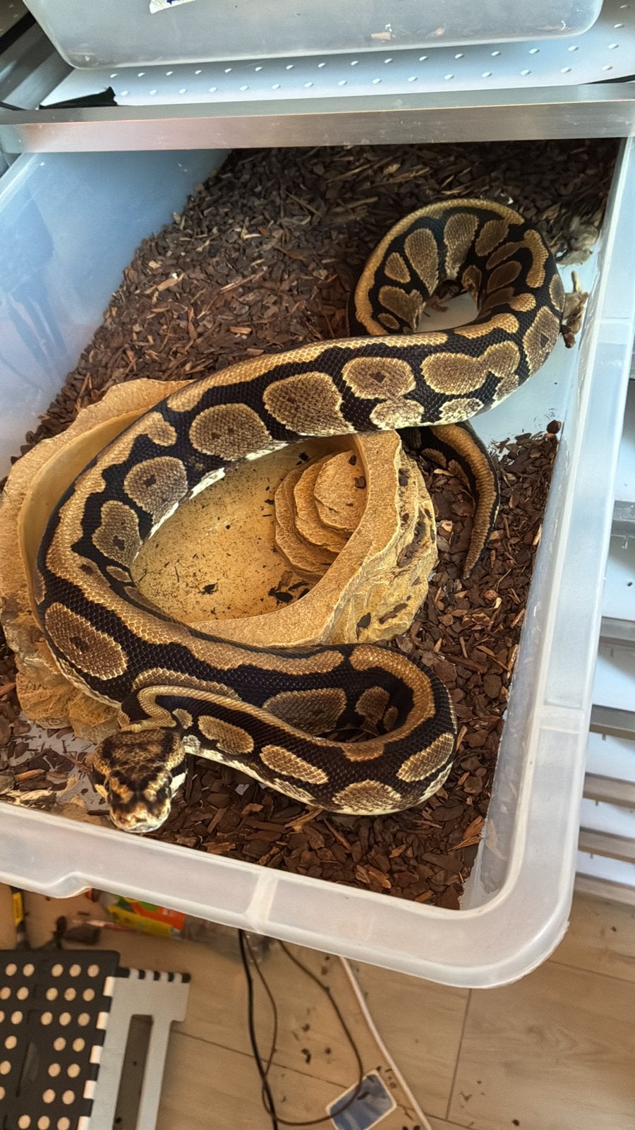 Ball python vrouw, Dieren en Toebehoren, Slang