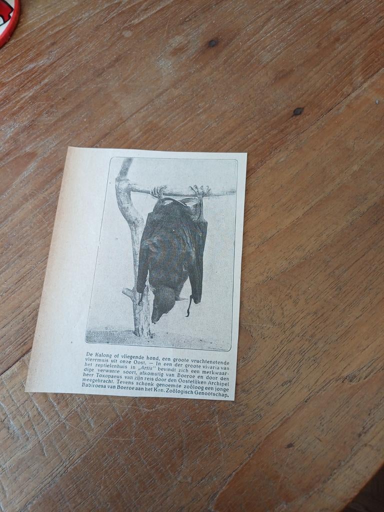 Knipsel vliegende hond dierentuin Artis Amsterdam 1923, Verzamelen, Dierenverzamelingen, Ophalen of Verzenden, Gebruikt, Beeldje of Figuurtje