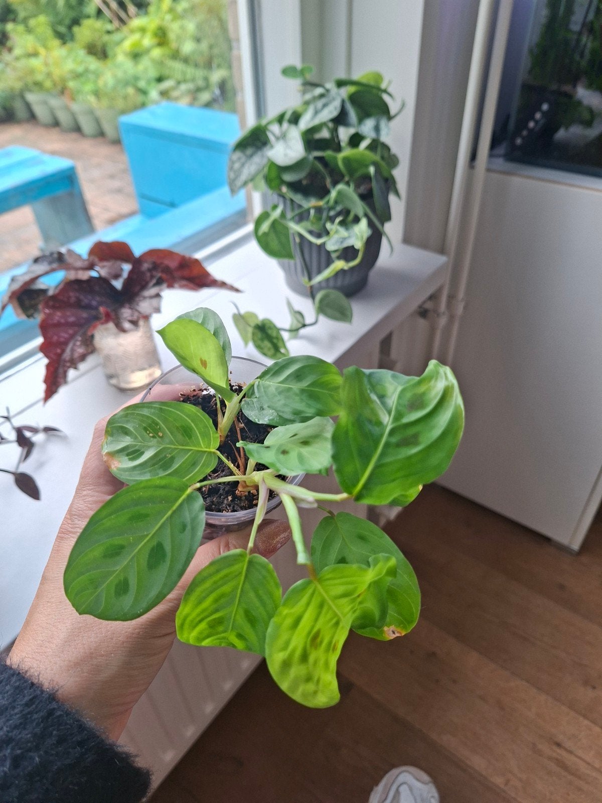 Maranta, Overige soorten, Minder dan 100 cm, Groene kamerplant, Halfschaduw