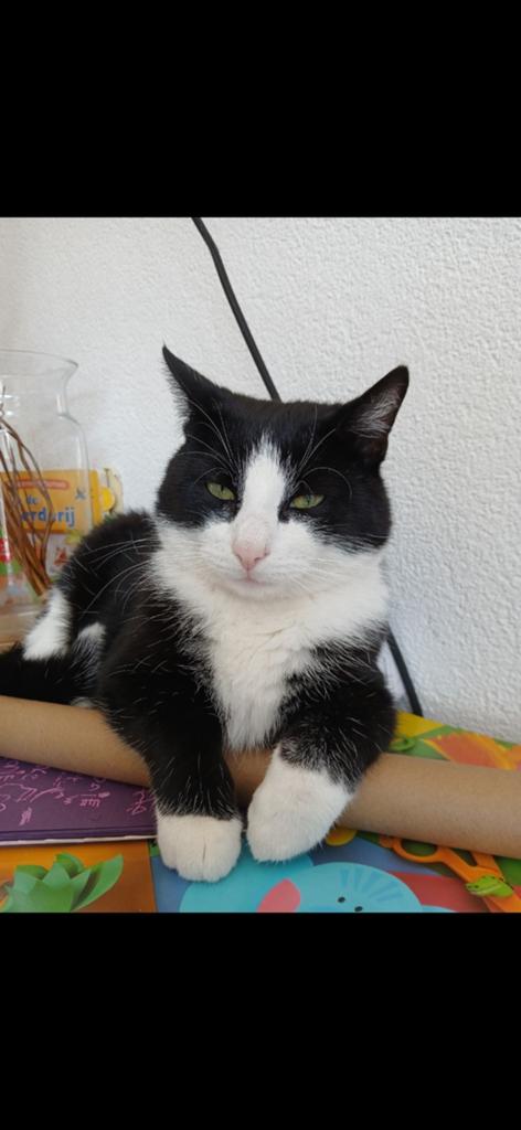 Lieve kater Mickey te koop, Dieren en Toebehoren, Katten en Kittens | Overige Katten